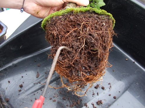 نحوه ی هرس ریشه بونسای - فوت و فن های باغبانی